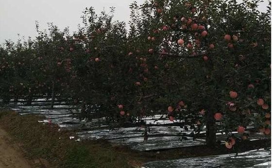 Lebar 20-2300mm Apple Tree Flective Agriculture Metalized CPP Film