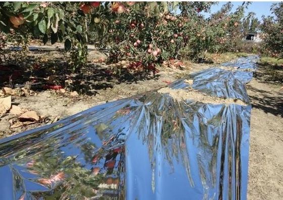 Apple Tree Greenhouse 12 Micron Film Pertanian Biodegradable