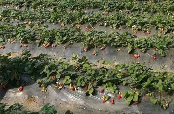 Silver Black Agriculture Film Plastic Strawberry Blueberry PE Pelindung