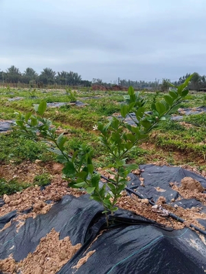 Roll Black Woven Ground Cover Weed Control Membrane Anti Weed Woven Fabric Pabrik Pasokan 80GSM 90GSM 100GSM