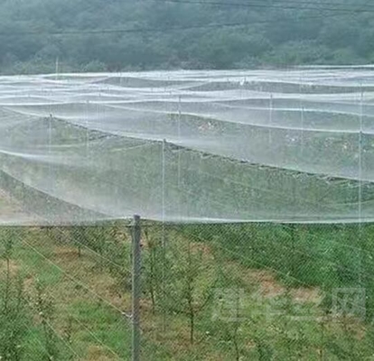 Good Bird Insect Protection Net Hail Proof Net Putih Anti Bee Net untuk Perlindungan Tanaman Pohon