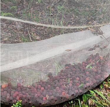 Hijau kustomisasi Bug Perlindungan Serangga Tanaman Jaring untuk Pohon Buah Kebun Sayur Rumah Pabrik