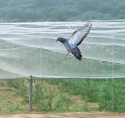 Hijau kustomisasi Bug Perlindungan Serangga Tanaman Jaring untuk Pohon Buah Kebun Sayur Rumah Pabrik