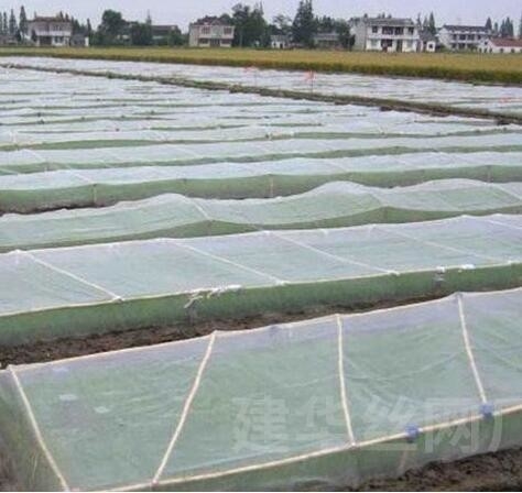 Plastik net anti burung PE diperbesar kandel rumah kaca pertanian pembiakan net kebun anggur net anti serangga