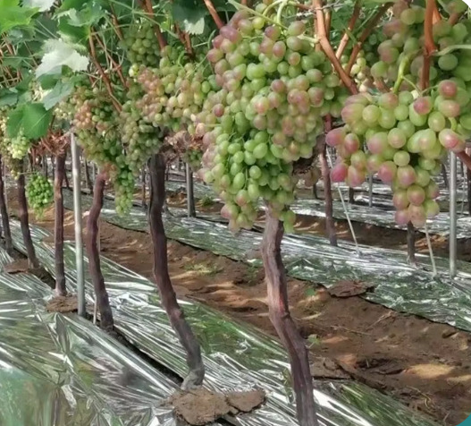 Silver aluminum-coated 12mic PE agricultural film, agricultural reflective film, apple tree silver reflective film